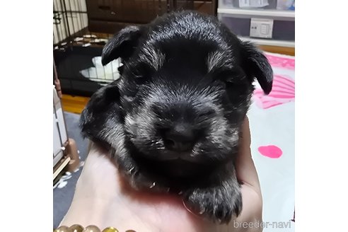 成約済の岡山県のミニチュアシュナウザー-346096の45枚目