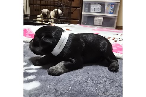 成約済の岡山県のミニチュアシュナウザー-346096の42枚目