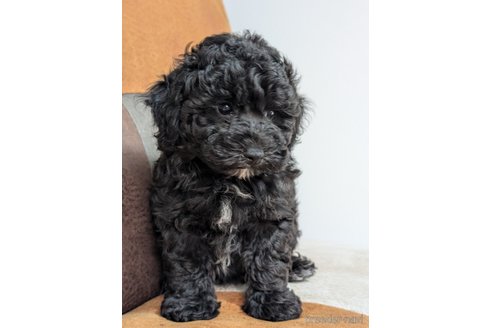 成約済の香川県のミックス犬-338061の5枚目