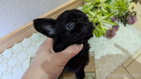 成約済の広島県のチワプー:チワワ×トイプードル-341212の81枚目