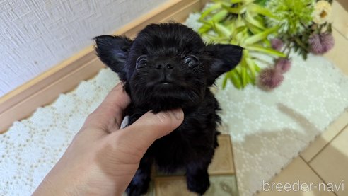 成約済の広島県のチワプー:チワワ×トイプードル-341212の82枚目