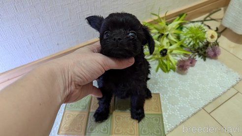 成約済の広島県のチワプー:チワワ×トイプードル-341212の79枚目