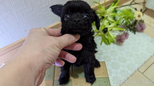 成約済の広島県のチワプー:チワワ×トイプードル-341212の78枚目