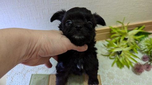 成約済の広島県のチワプー:チワワ×トイプードル-341209の58枚目