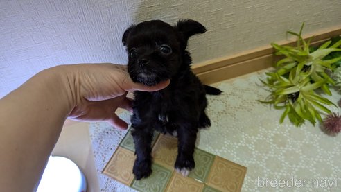 成約済の広島県のチワプー:チワワ×トイプードル-341209の57枚目