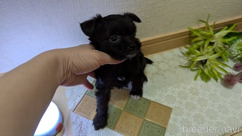 成約済の広島県のチワプー:チワワ×トイプードル-341209の56枚目