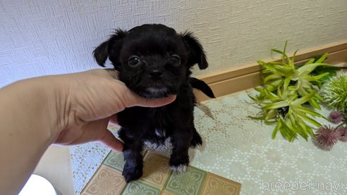 成約済の広島県のチワプー:チワワ×トイプードル-341209の53枚目