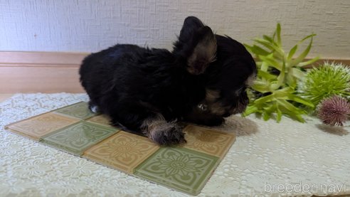 成約済の広島県のチワプー:チワワ×トイプードル-341216の30枚目