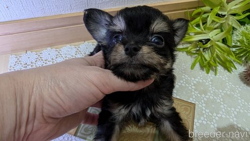 成約済の広島県のチワプー:チワワ×トイプードル-341216の28枚目