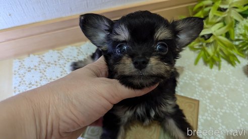 成約済の広島県のチワプー:チワワ×トイプードル-341216の26枚目