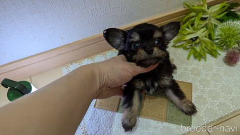 成約済の広島県のチワプー:チワワ×トイプードル-341216の24枚目