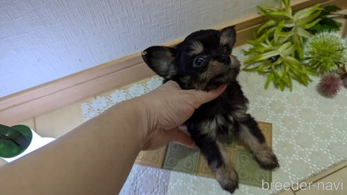 成約済の広島県のチワプー:チワワ×トイプードル-341216の23枚目