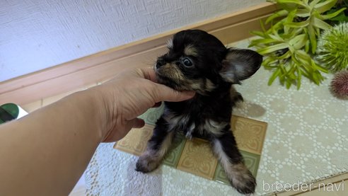 成約済の広島県のチワプー:チワワ×トイプードル-341216の22枚目