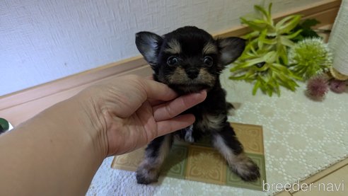 成約済の広島県のチワプー:チワワ×トイプードル-341216の20枚目