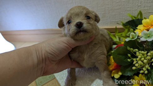 成約済の広島県のチワプー:チワワ×トイプードル-345218の17枚目
