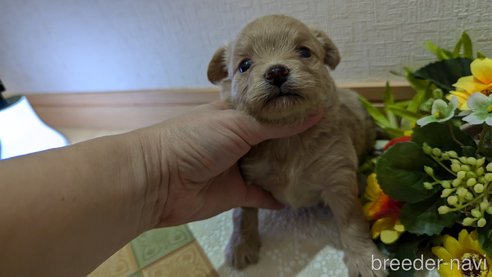 成約済の広島県のチワプー:チワワ×トイプードル-345218の16枚目