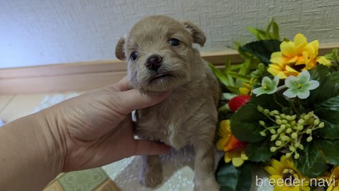 成約済の広島県のチワプー:チワワ×トイプードル-345218の15枚目
