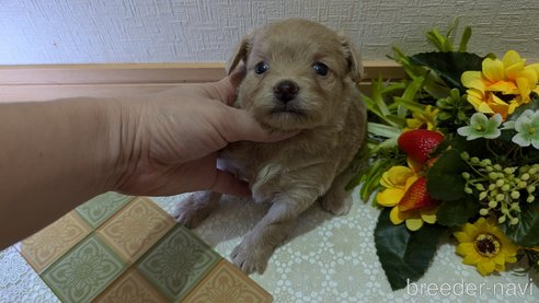 成約済の広島県のチワプー:チワワ×トイプードル-345218の14枚目
