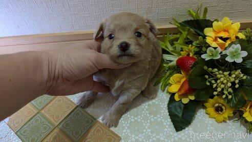 成約済の広島県のチワプー:チワワ×トイプードル-345218の13枚目