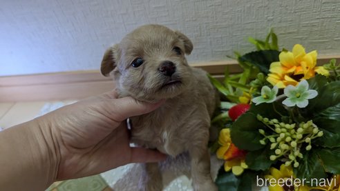 成約済の広島県のチワプー:チワワ×トイプードル-345218の12枚目
