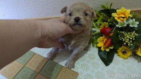 成約済の広島県のチワプー:チワワ×トイプードル-345218の10枚目