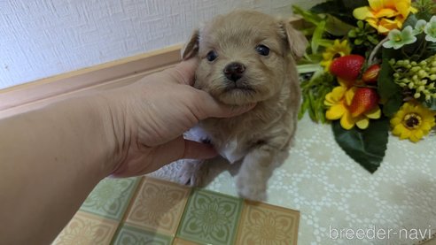 成約済の広島県のチワプー:チワワ×トイプードル-345218の9枚目