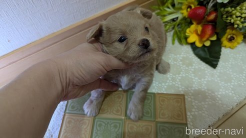 成約済の広島県のチワプー:チワワ×トイプードル-345218の8枚目