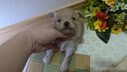 成約済の広島県のチワプー:チワワ×トイプードル-345218の7枚目