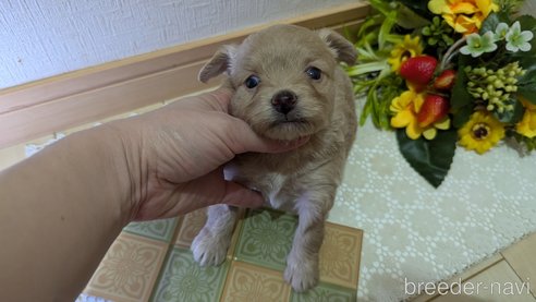 成約済の広島県のチワプー:チワワ×トイプードル-345218の6枚目