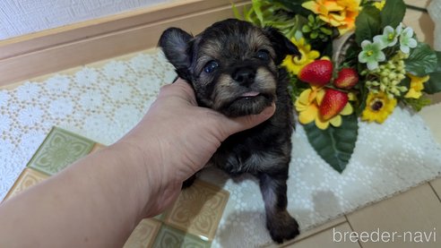 成約済の広島県のチワプー:チワワ×トイプードル-345220の75枚目
