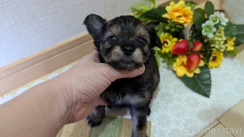 成約済の広島県のチワプー:チワワ×トイプードル-345220の72枚目