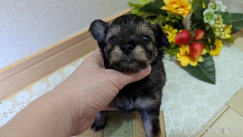 成約済の広島県のチワプー:チワワ×トイプードル-345220の71枚目