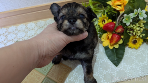 成約済の広島県のチワプー:チワワ×トイプードル-345220の70枚目