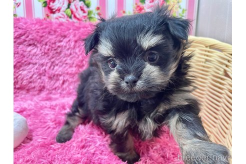 成約済の秋田県のポメマル:ポメラニアン×マルチーズ-346111の4枚目
