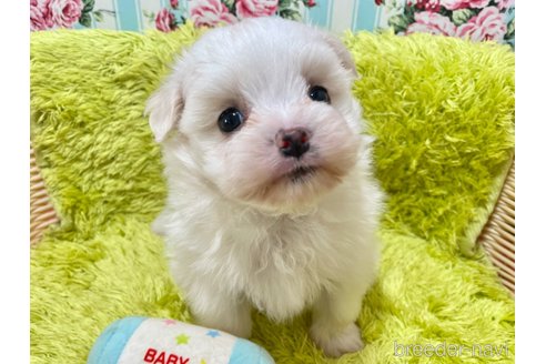 成約済の秋田県のポメマル:ポメラニアン×マルチーズ-346110の5枚目