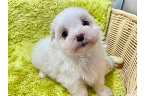 成約済の秋田県のポメマル:ポメラニアン×マルチーズ-346110の6枚目