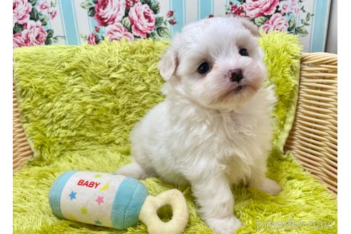 成約済の秋田県のポメマル:ポメラニアン×マルチーズ-346110の2枚目