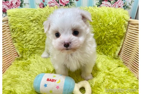 成約済の秋田県のポメマル:ポメラニアン×マルチーズ-346110の3枚目