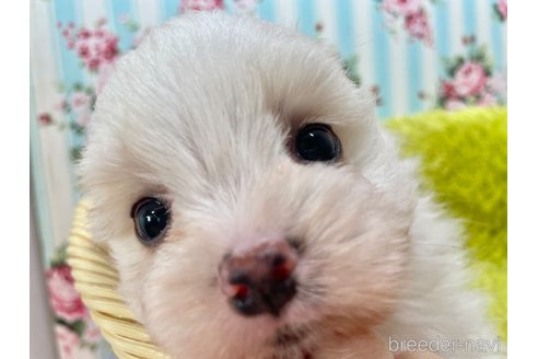 成約済の秋田県のポメマル:ポメラニアン×マルチーズ-346110の4枚目