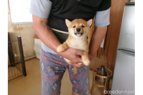 成約済の佐賀県の豆柴-344246の6枚目