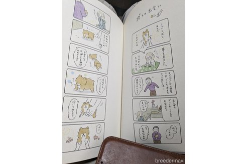 成約済の佐賀県の豆柴-344247の3枚目