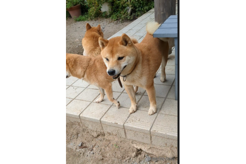 成約済の佐賀県の豆柴-344246の2枚目