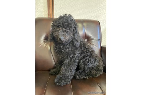 成約済の滋賀県のトイプードル-346126の3枚目