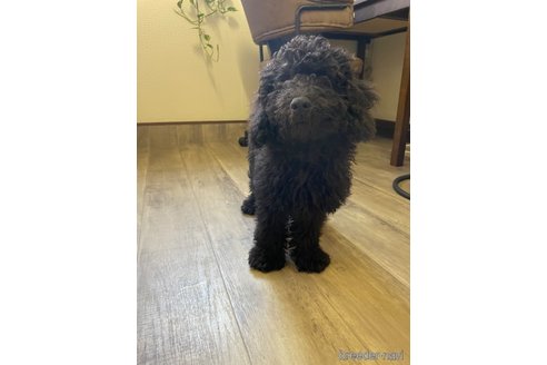 成約済の滋賀県のトイプードル-346126の12枚目