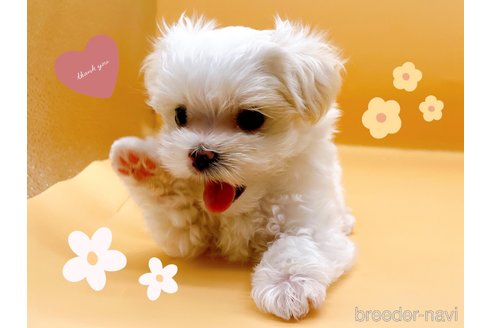 成約済の東京都のマルチーズ-344959