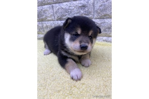 成約済の茨城県の柴犬-346130の4枚目