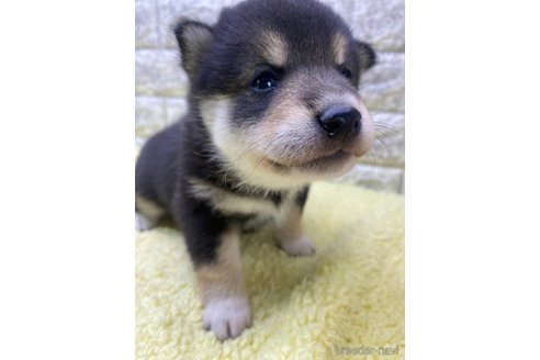 成約済の茨城県の柴犬-346130の2枚目