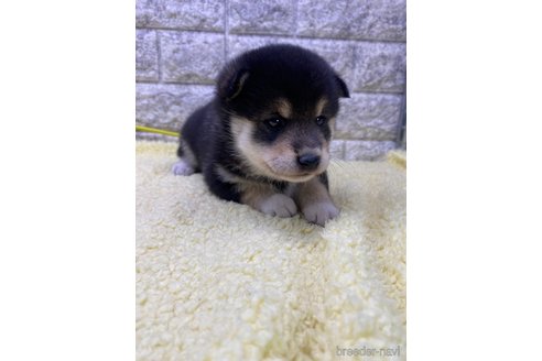 成約済の茨城県の柴犬-346130の1枚目