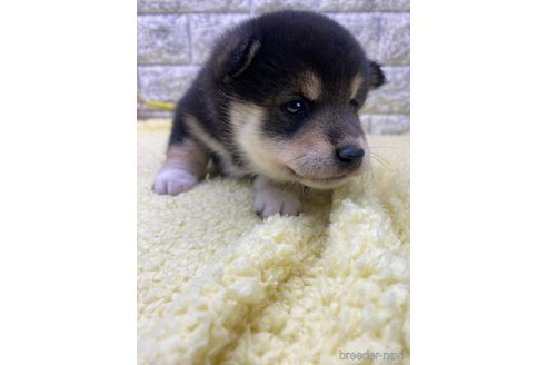 成約済の茨城県の柴犬-346130の3枚目