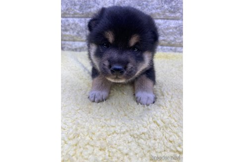 成約済の茨城県の柴犬-346139の2枚目